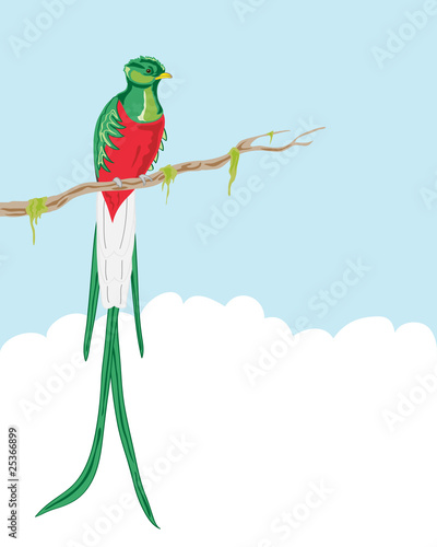 quetzal