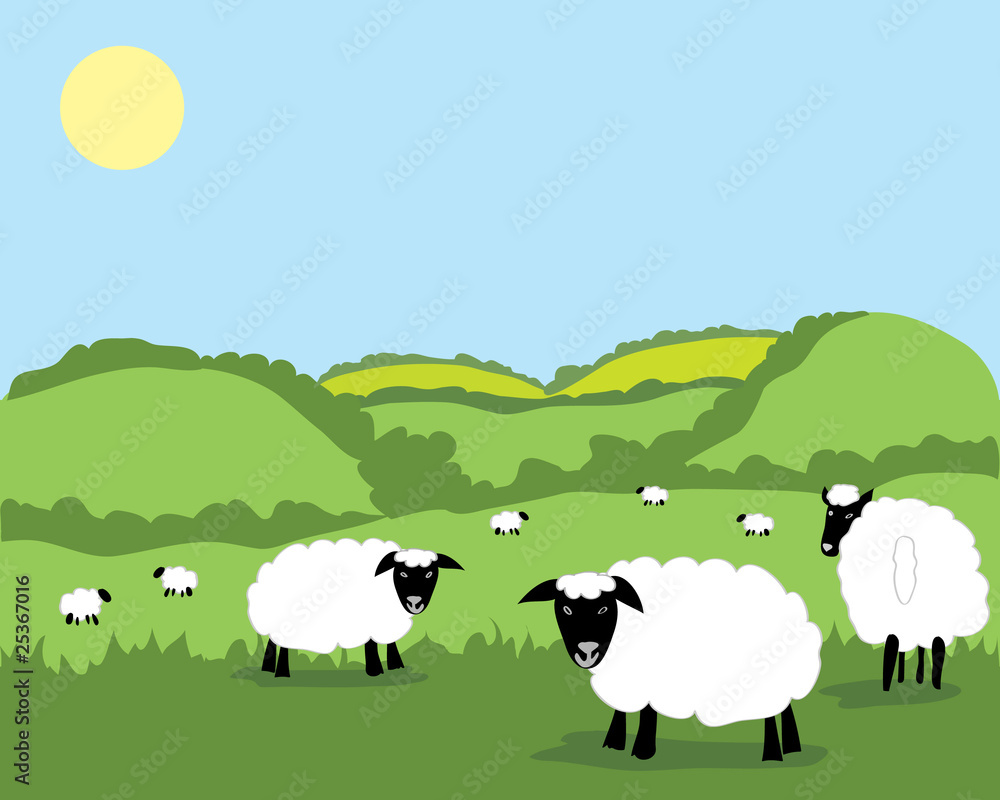 sheep
