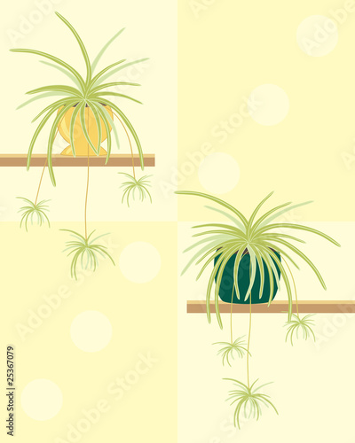 spider plant