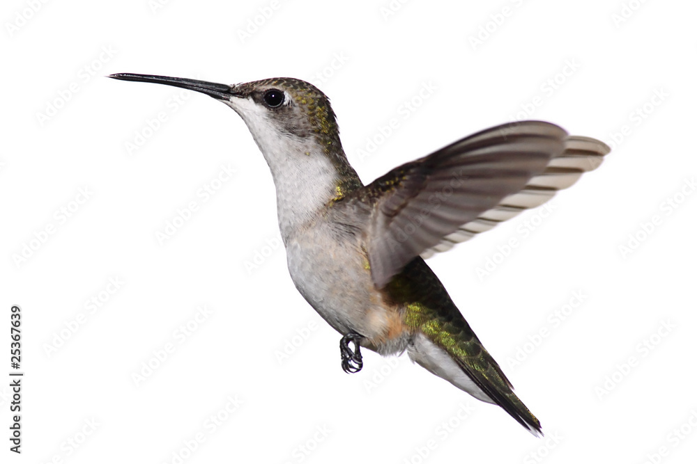Fototapeta premium Isolated Ruby-throated Hummingbird