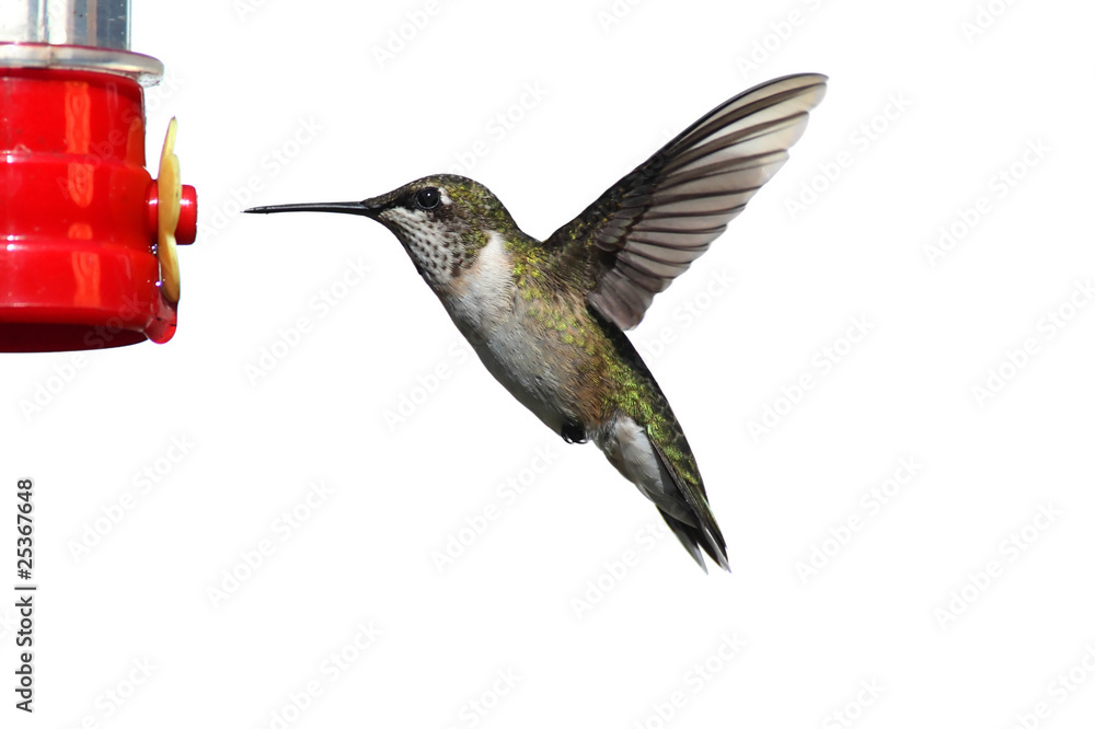 Fototapeta premium Isolated Ruby-throated Hummingbird