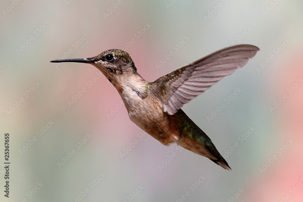 Fototapeta premium Ruby-throated Hummingbird In Flight