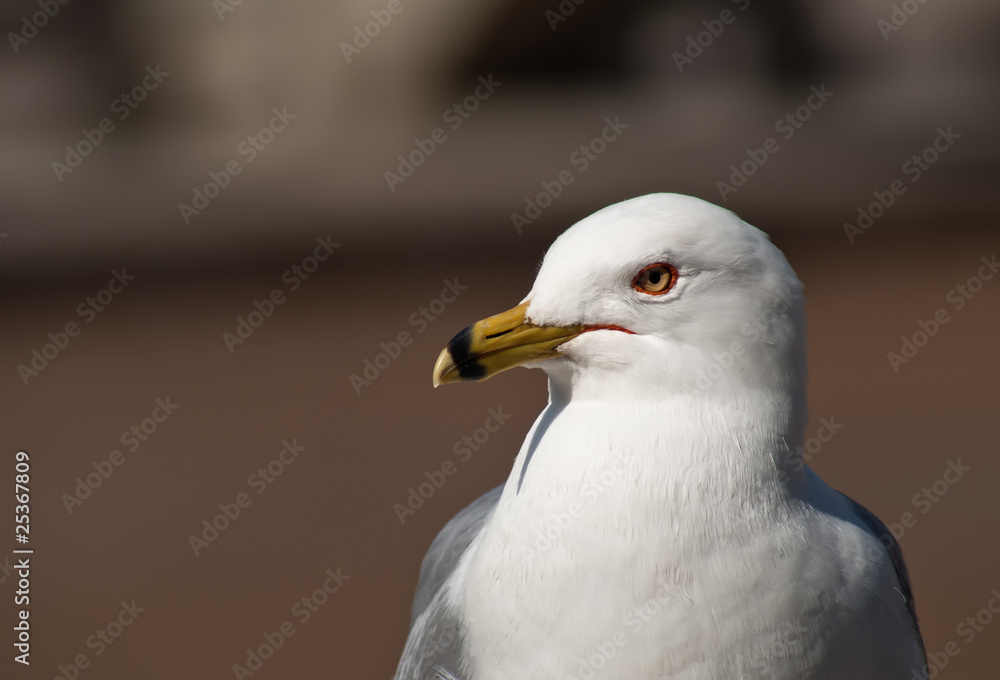 Head of a seagull