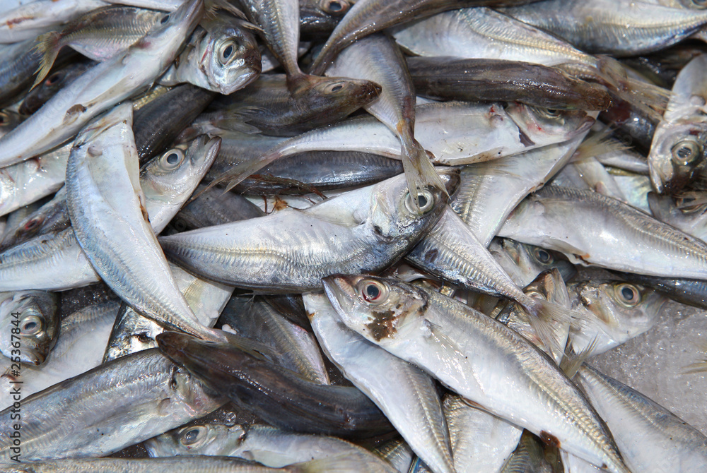 Obraz premium pesce