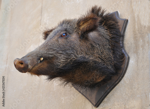 Wildschwein #100815-013