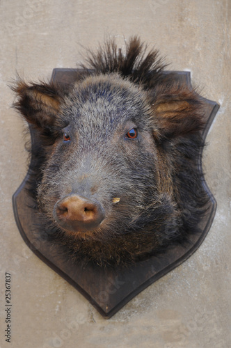 Wildschwein #100815-012