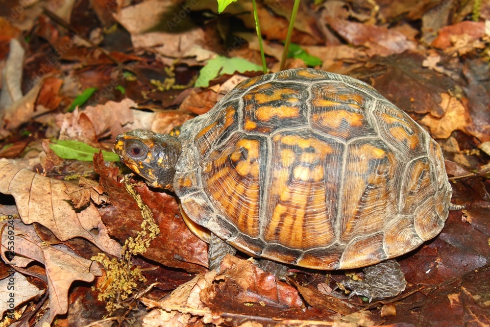 Obraz premium Box Turtle (Terrapene carolina) - Alabama