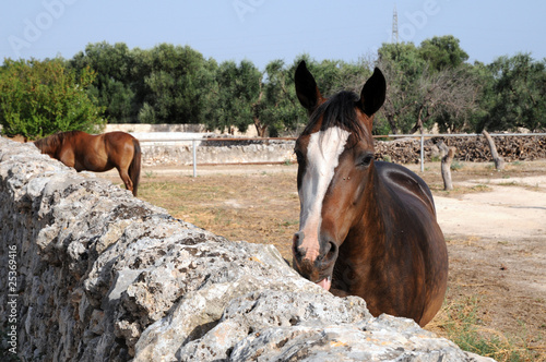 cavallo in fattoria photo