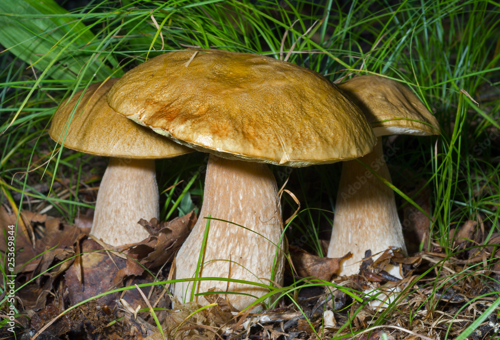 Fototapeta premium Mushrooms (Cape) 5