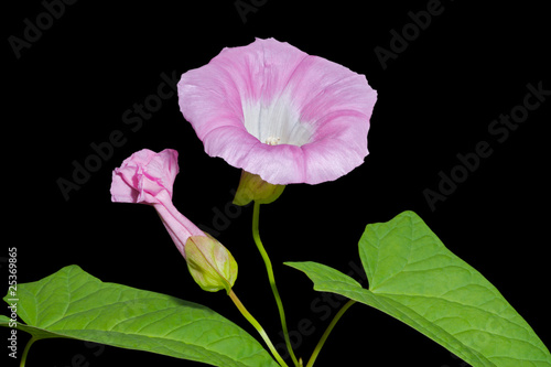 Flower of bindweed 2 photo