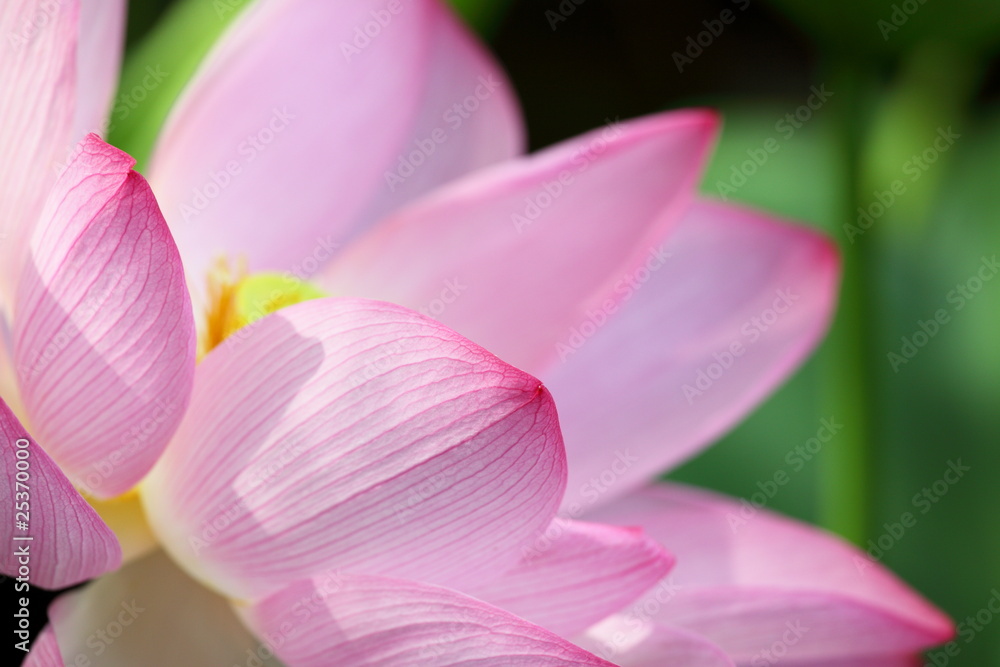 蓮花 (東京・上野不忍池)