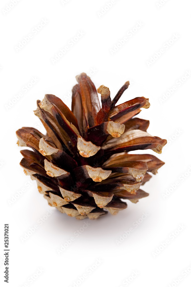 Pine cone isolated on white Pine cone isolated on white