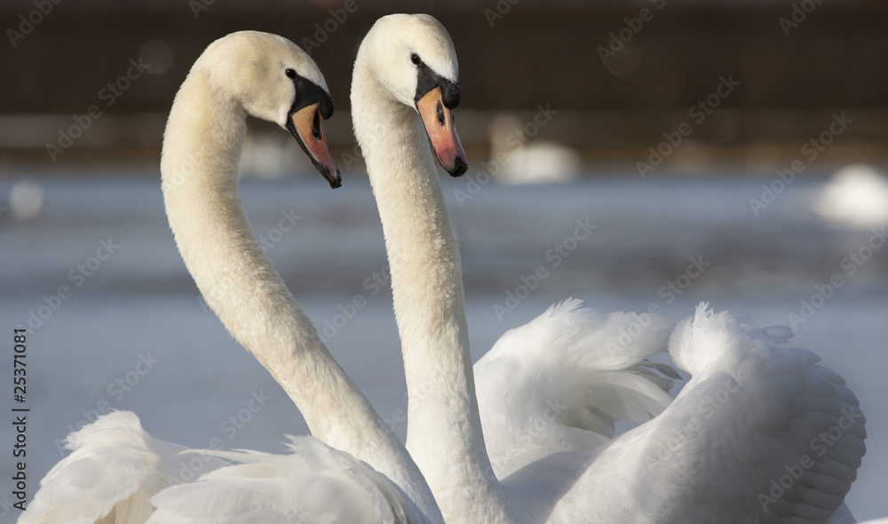 Fototapeta premium Swan couple