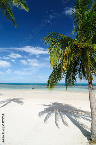 Palm on the white sand Beach photo