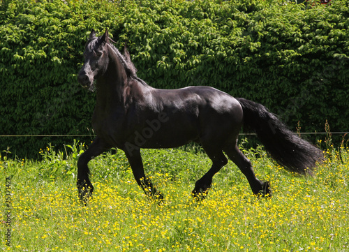 friesian horse