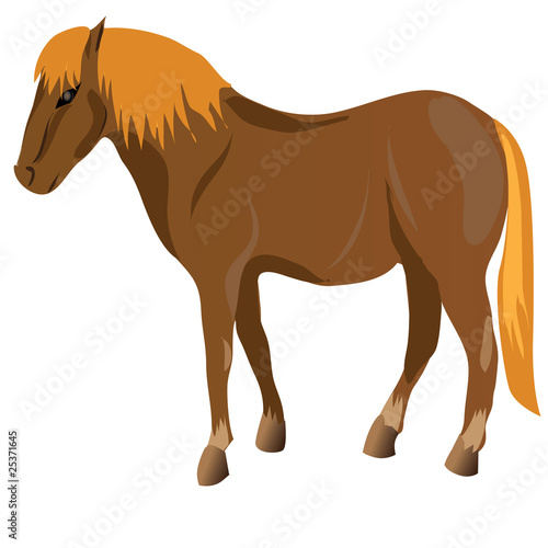 Brown Horse