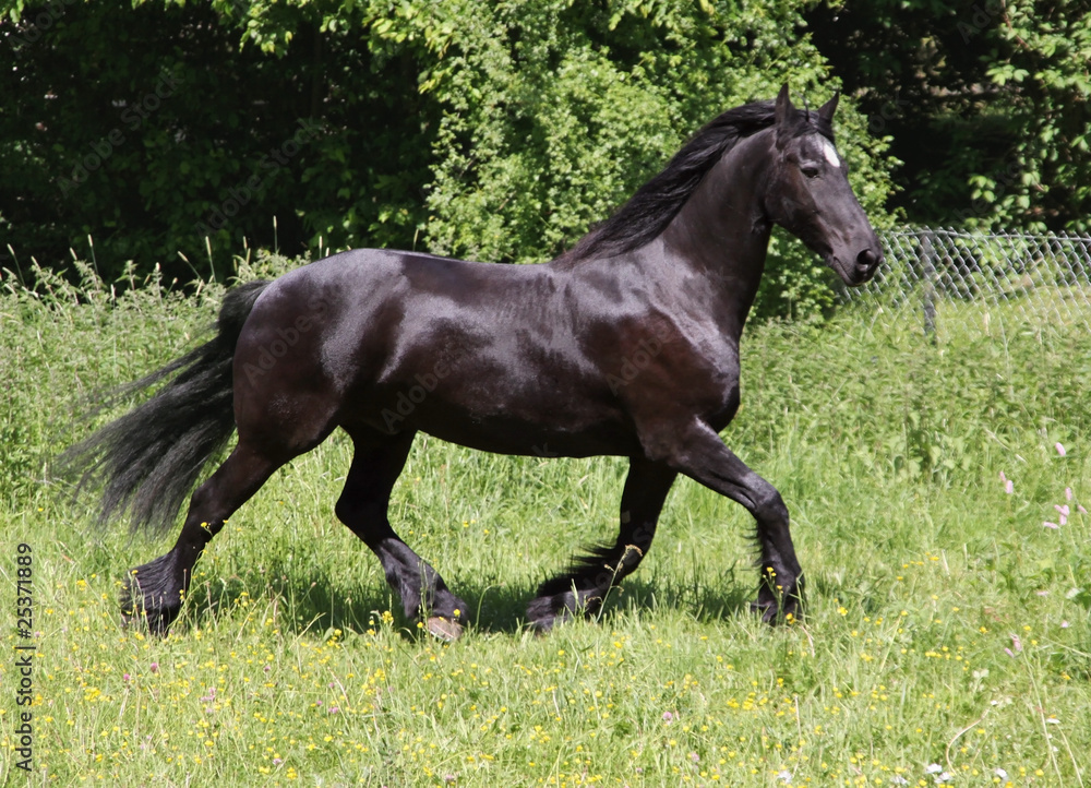 Friesian Horse Friesian Horse