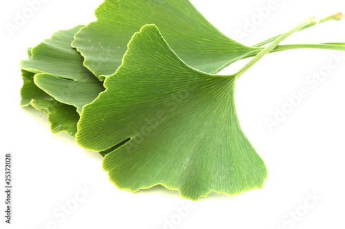 Several green fresh ginkgo biloba leaves on white background