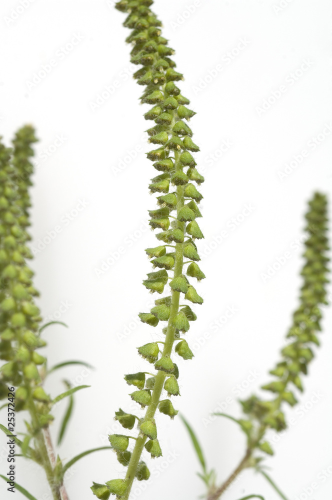 Naklejka premium Ambrosiabluete