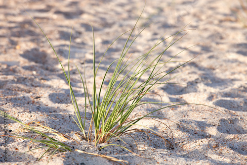 Green sea grass on sand dune