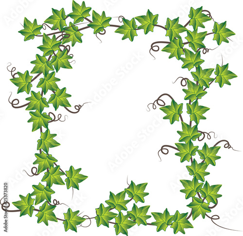 Green ivy  . Vector illustration