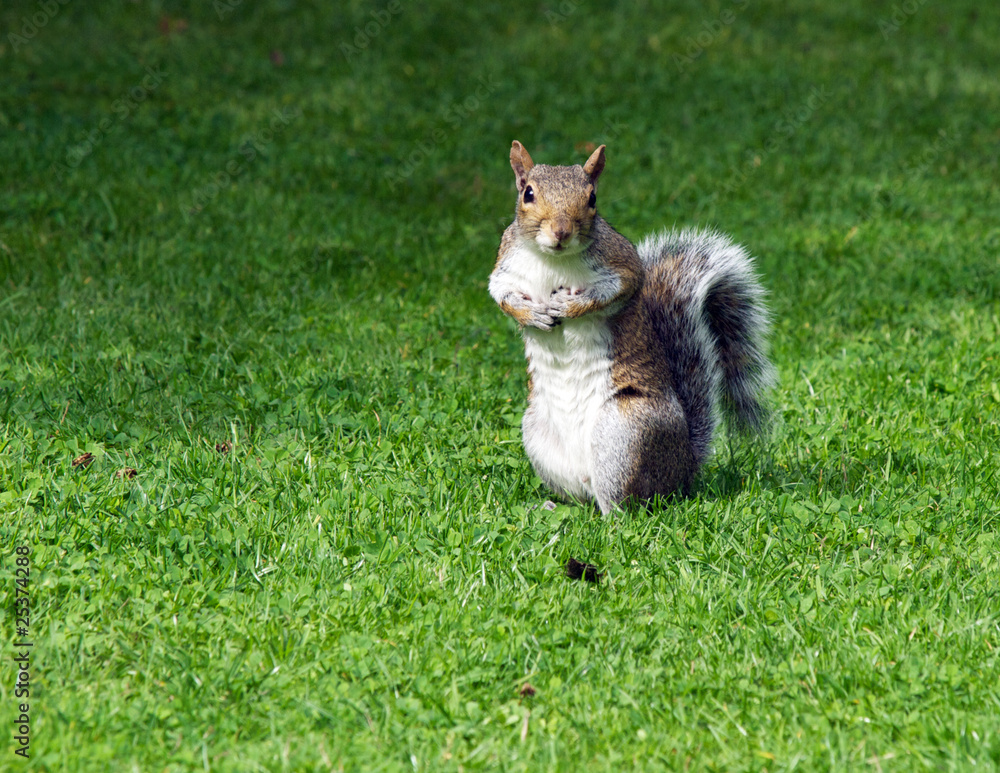 Obraz premium Squirrel