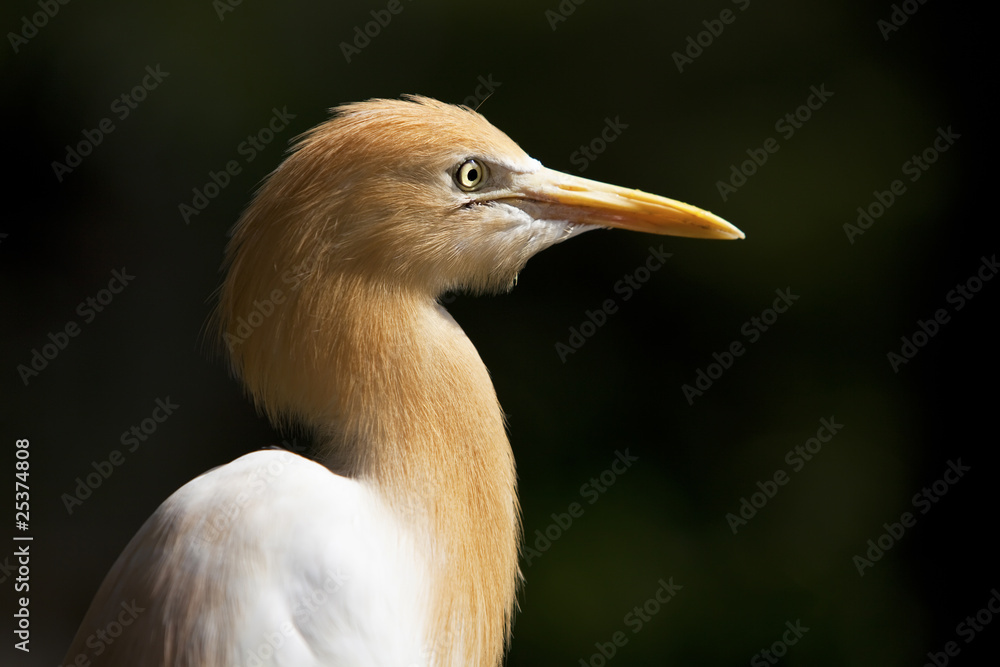 Side portrait of a white Heron.