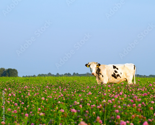 cow in the meadow