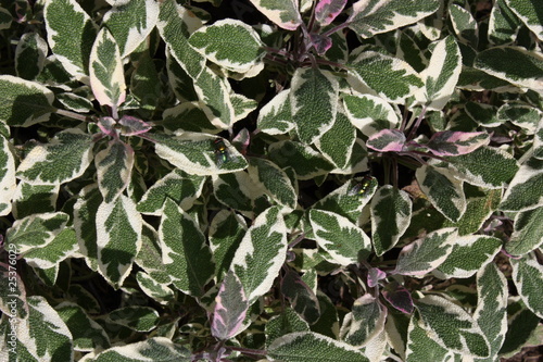 sage