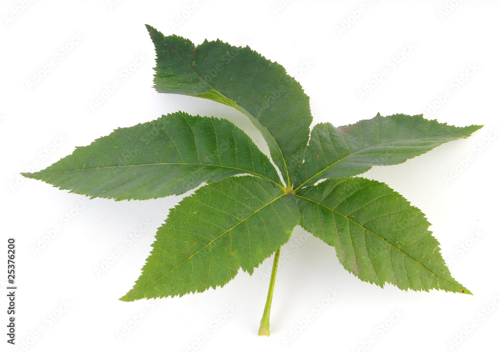 Fototapeta premium kastanie #4