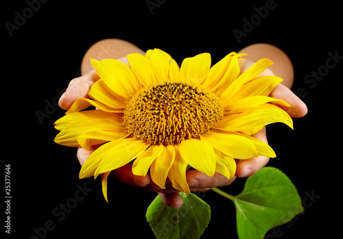 Sunflower in woman s hands on black background