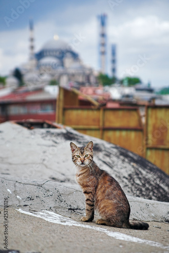 Cat in Istanbul, Turkey © Mikhail Markovskiy