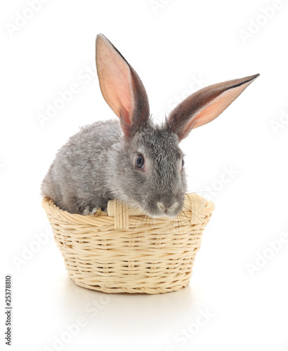 Little rabbit in a basket