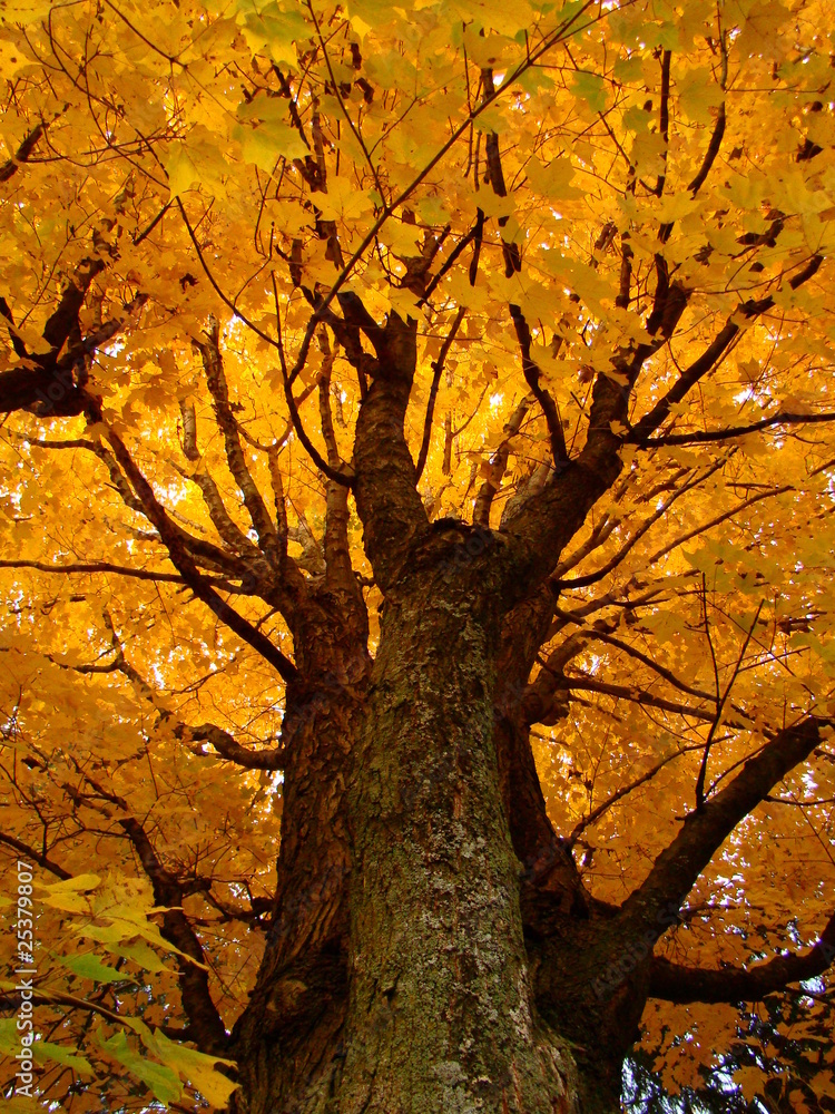 Naklejka premium Large Sugar Maple