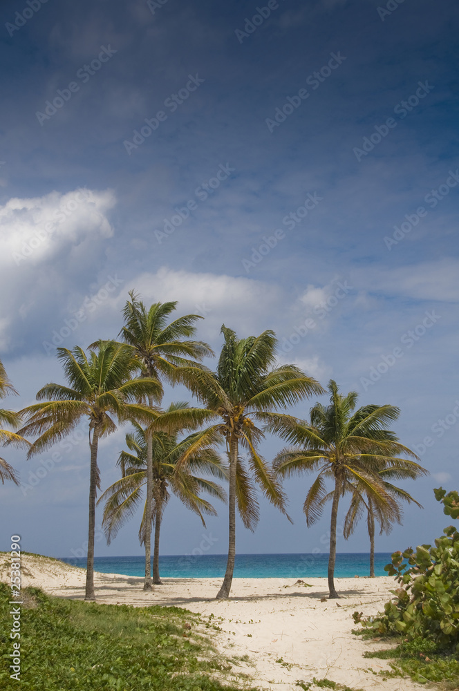 Fototapeta premium Palms in Wind on a Sandy Beach