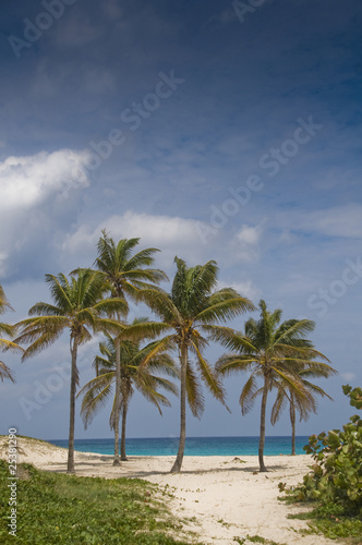 Palms in Wind on a Sandy Beach