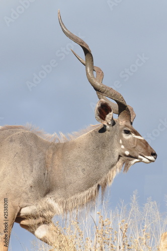 Male kudu antelope