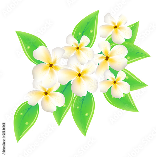 Vector frangipani flowers on white background