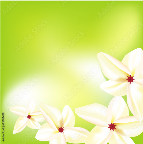 Background with white frangipani