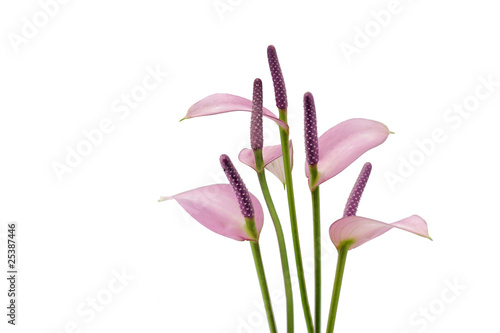 Arums violets sur fond blanc photo