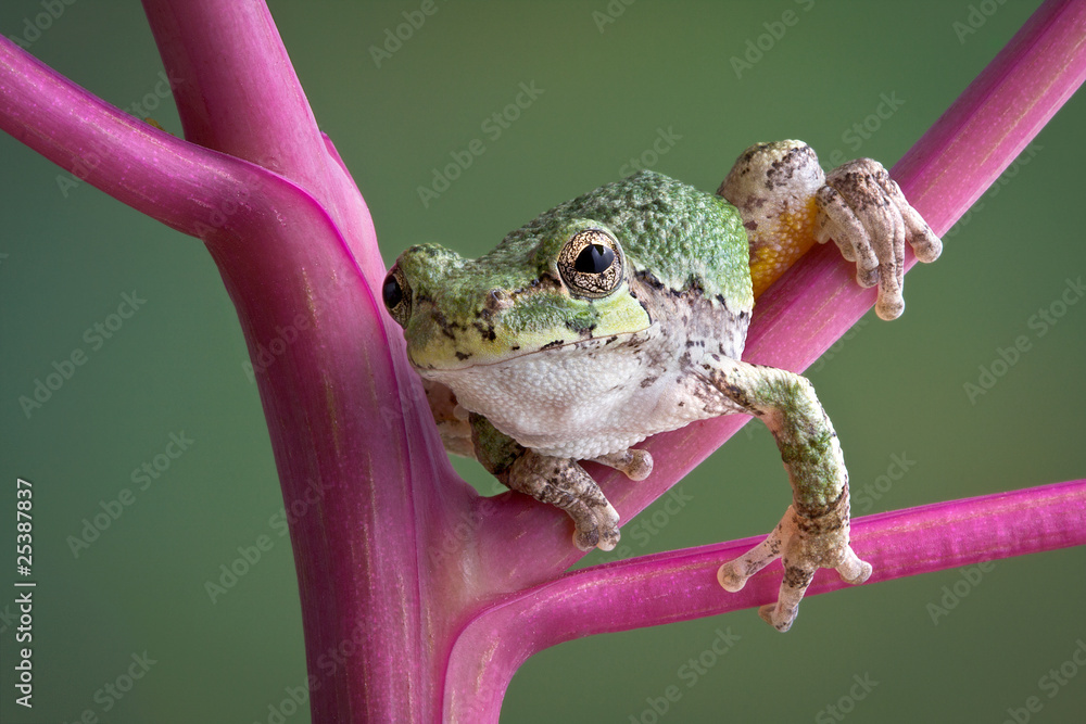 Fototapeta premium Tree frog on pokeweed stems