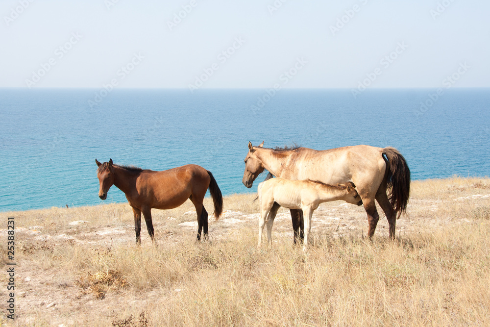 Obraz premium Horse family
