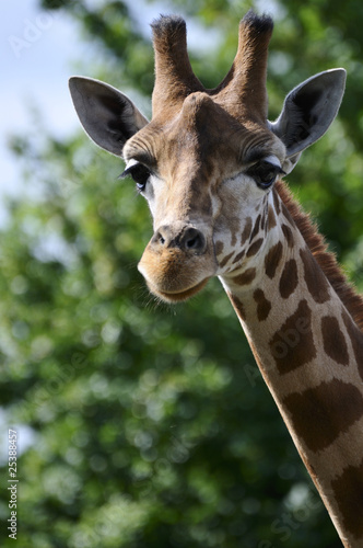 Tête de Girafe © Kromosphere