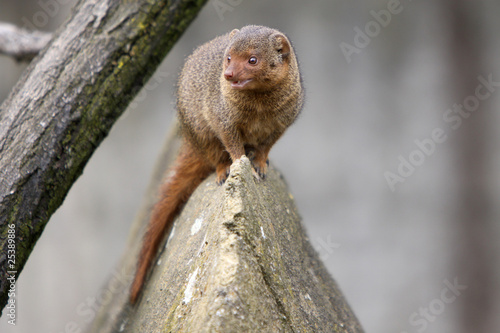 Wallpaper Mural Südliche Zwergmanguste Torontodigital.ca