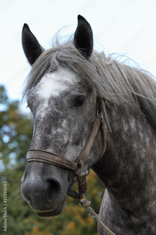 Fototapeta premium cheval de trait
