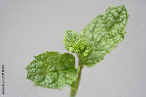 Maroccan mint leaves