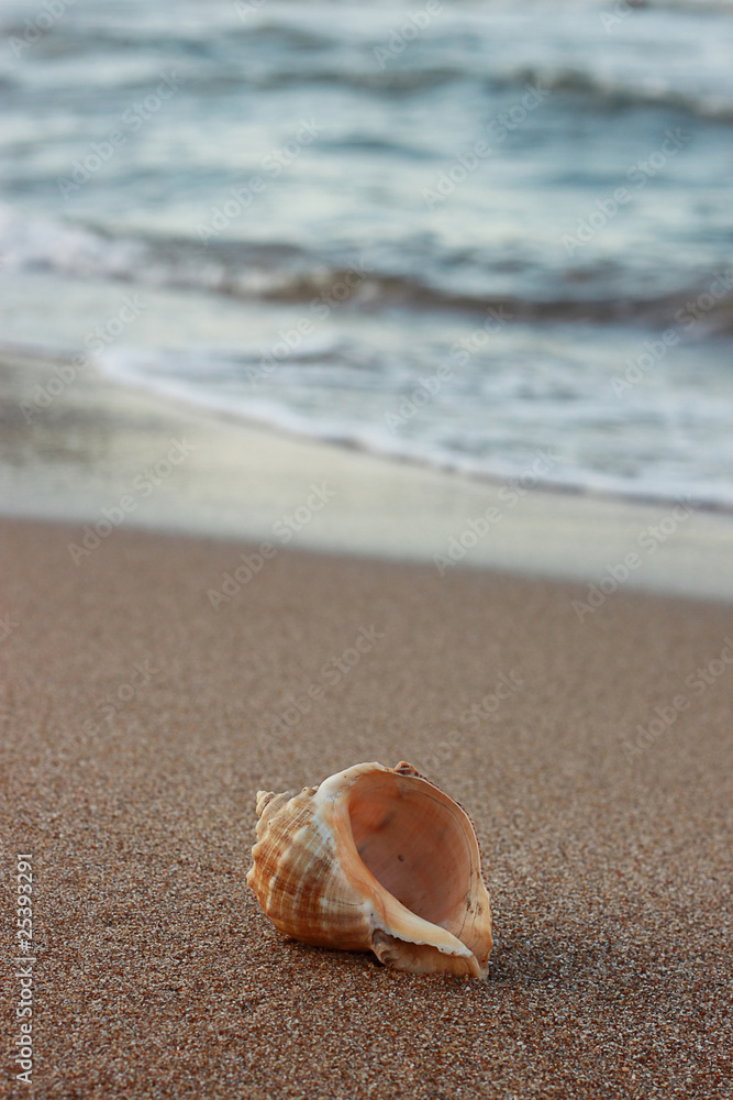 a conch_8 a conch_8