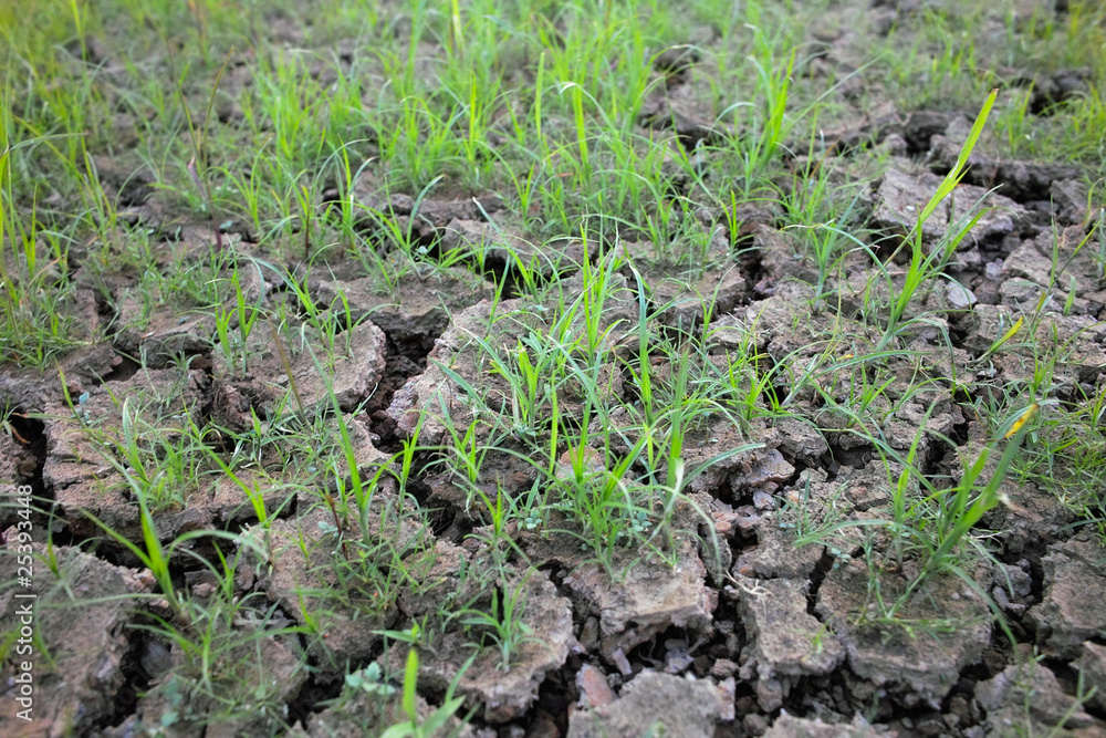 Obraz premium Austrocknen