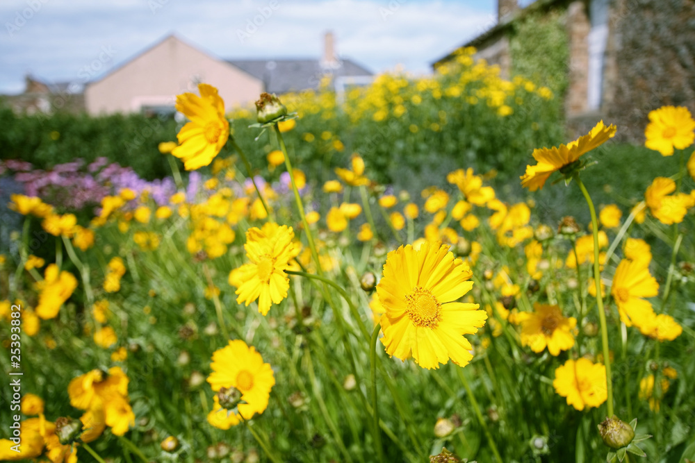 Yellow garden flowers Yellow garden flowers