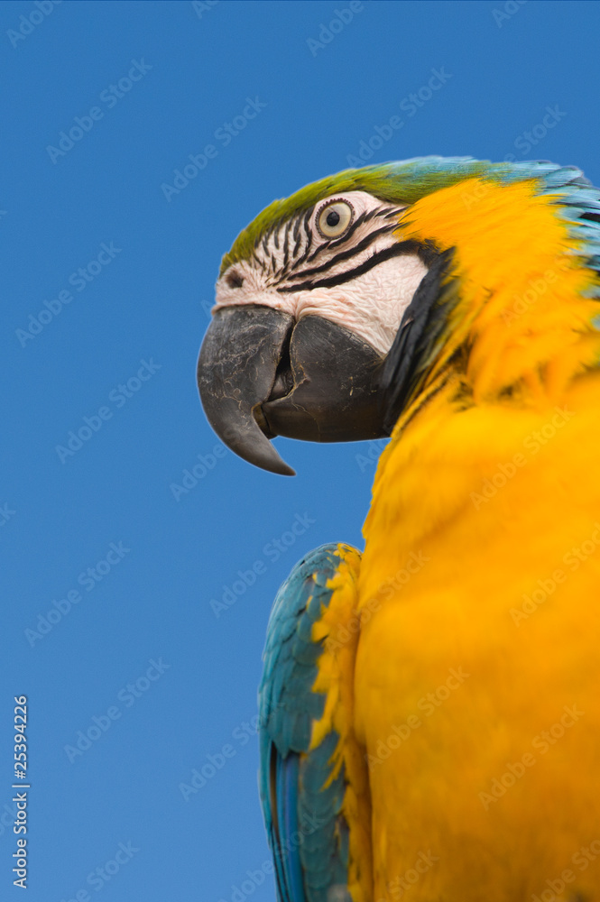 Blue-and-yellow Macaw isolated over blue sky - Ara ararauna... Blue-and-yellow Macaw isolated over blue sky - Ara ararauna...